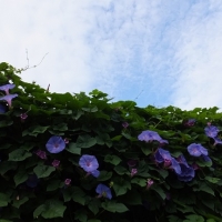 DSCF1256.jpg