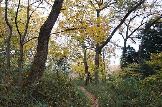 017-s_20131128220352a74.jpg