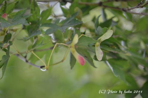 DSC_2060_0161.jpg