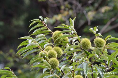 DSC_2144_0165.jpg
