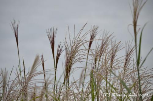 DSC_2166_0167.jpg