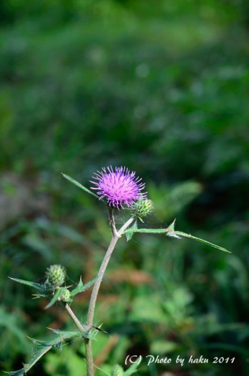 DSC_2275_0177.jpg