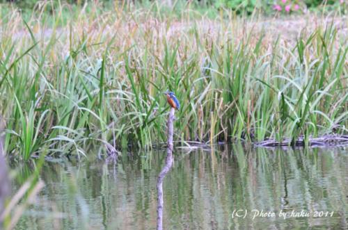 DSC_2578_0202.jpg