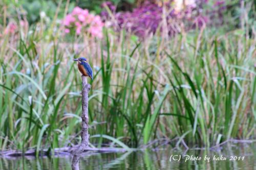 DSC_2592_0203.jpg