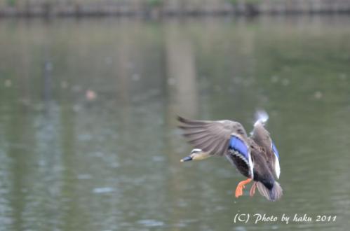 DSC_2942_0243.jpg