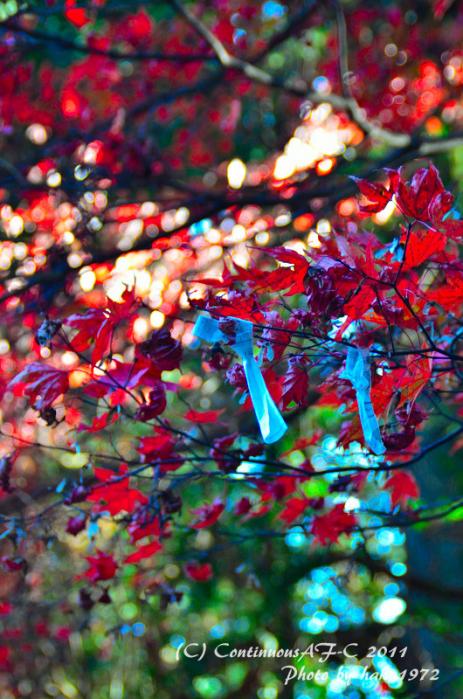 DSC_7177_0430.jpg
