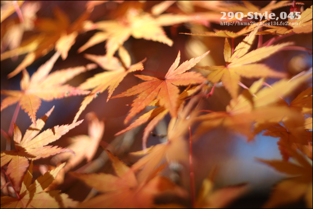 紅葉:丹沢湖