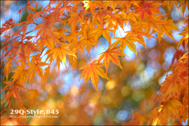 紅葉:丹沢湖
