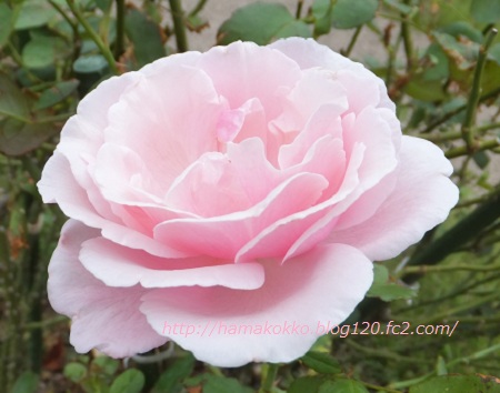 DSCF1075.jpg