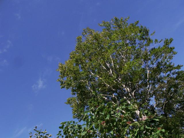 青空とダケカンバ
