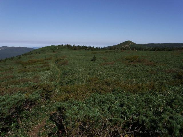 諸桧岳の笹原