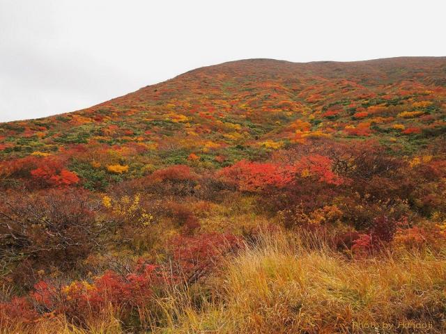 北斜面の紅葉