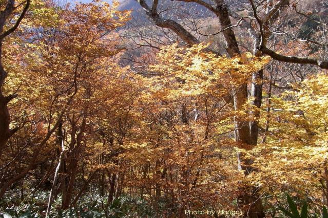 ゴヨウツツジの紅葉