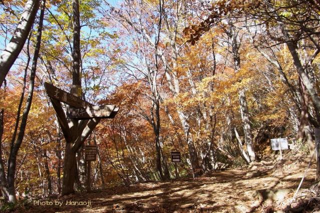 紅葉風景
