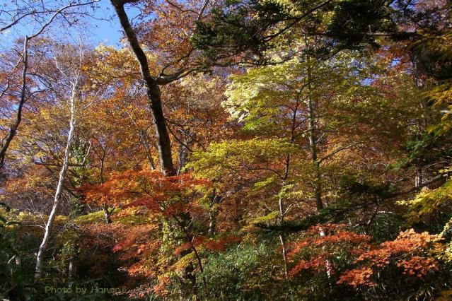 紅葉風景