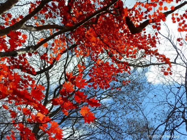 名残の紅葉