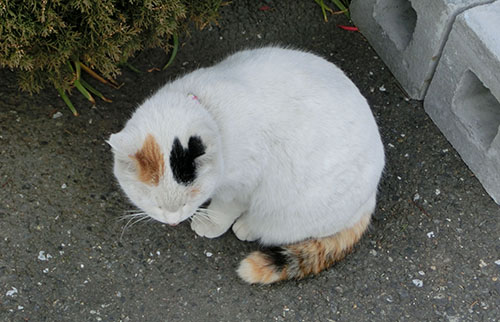 尾っぽお02