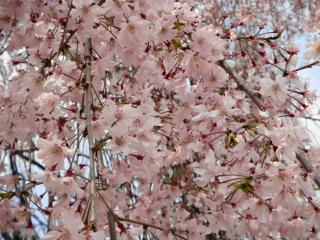 DSC03129.jpg