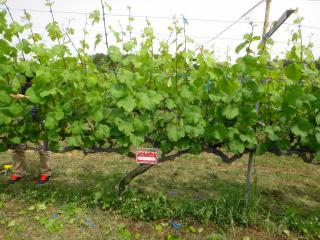 DSC03415.jpg