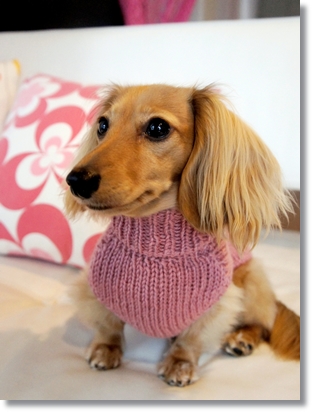 手編みのカウチン風セーター はじめてづくしのワンコライフ