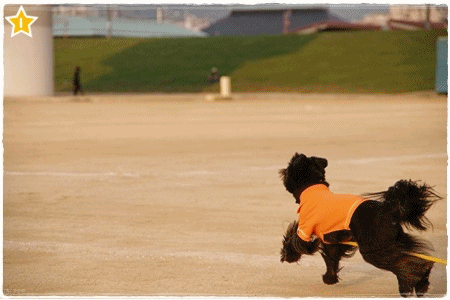 anigif111011.gif
