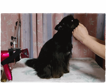 anigif111015.gif