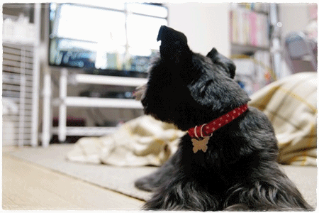 anigif111109.gif