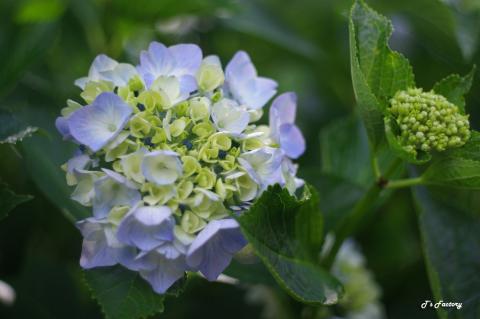 紫陽花1