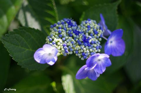 紫陽花2