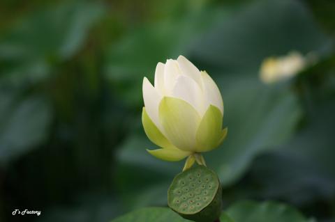 蓮の花