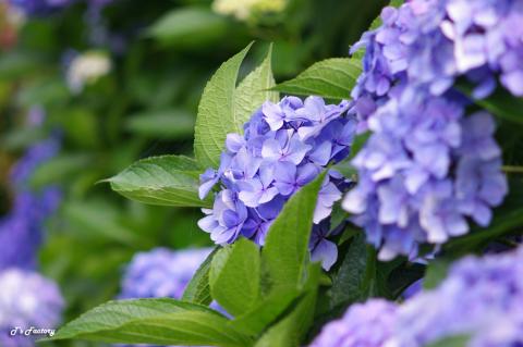 紫陽花