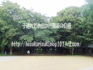 ゆりの木広場から見た桜並木