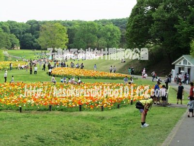 花畑とぽんぽこマウンテン