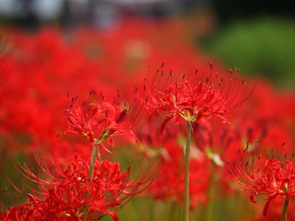 彼岸花2011-矢勝川