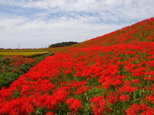 彼岸花2011-矢勝川