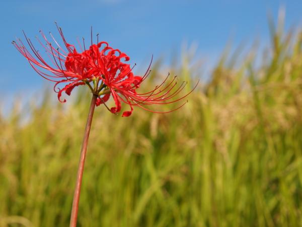 彼岸花2011-矢勝川