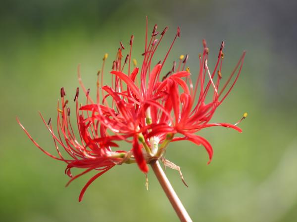 彼岸花2011