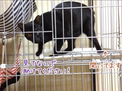 しつこい