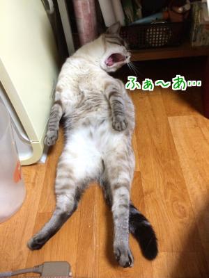 すだち