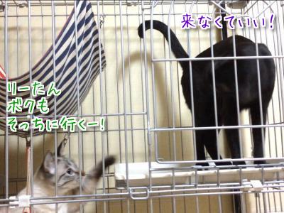 しつこい