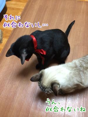 黒猫と言えば