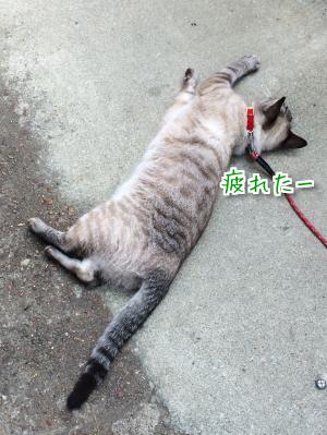 植木の整理