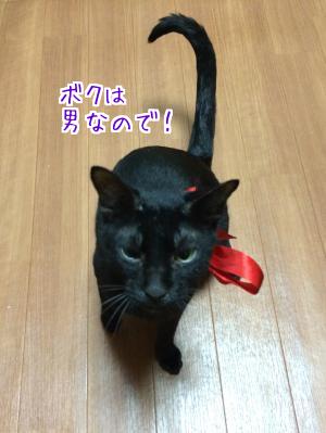 黒猫と言えば