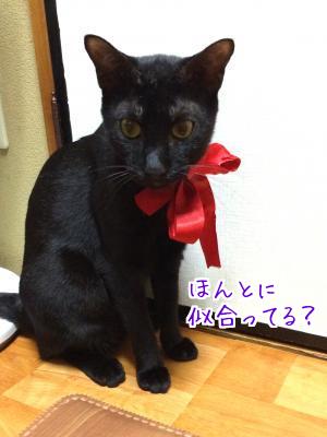 黒猫と言えば
