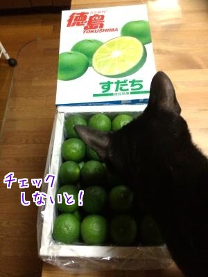 すだち