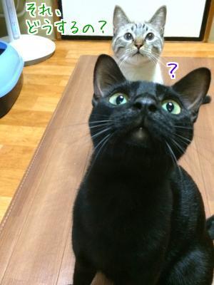 怯える
