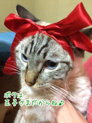 黒猫と言えば