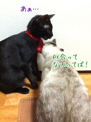 黒猫と言えば