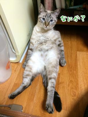 すだち