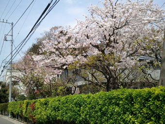 桜も終わり